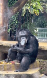 Gorila es captado fumando en un zoológico de China