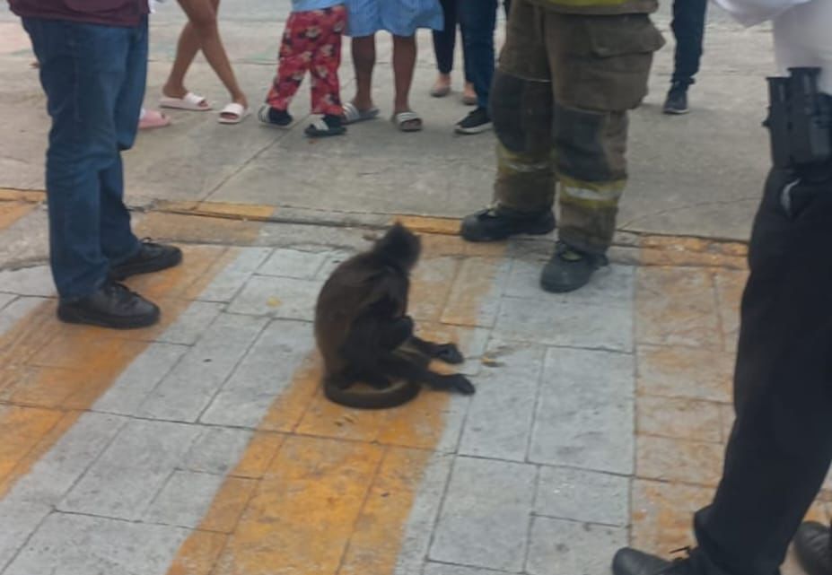 Resguardan a mono araña atropellado en la avenida Bonampak de Cancún 3 IMG 20260224 WA0000